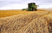 Lờ tịt hàng Mỹ, Trung Quốc âm thầm mua nông sản Canada
