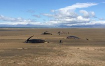 Thêm đàn cá voi mắc cạn, chết bí ẩn ở Iceland chỉ trong nửa tháng