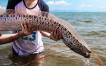 'Cá dự báo sóng thần, động đất' lần đầu xuất hiện ở Nga?