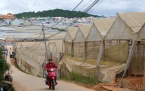 Trồng rau, hoa dùng nhà kính: công nghệ cao hay hóa chất?