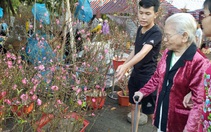 Chống gậy tìm mua hoa đào chơi Tết