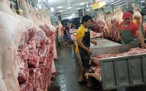 Lượng heo về chợ tăng gấp đôi hôm qua, giá giữ ổn định