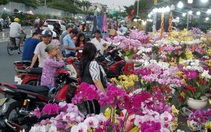 Cận tết, dân Sài Gòn rủ nhau đi 'săn' lan hồ điệp đến khuya