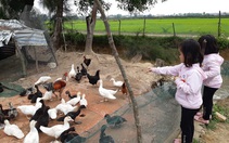 Dẹp tiệc tùng nấu nướng, dẫn con ra đồng