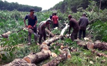 Ngày 20-10 bàn giao hơn 1.800ha mặt bằng xây sân bay Long Thành