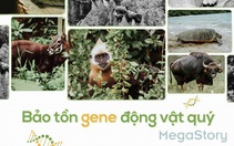 Câu chuyện bảo tồn gene động vật quý