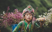 'Phát triển thiếu bền vững, Sa Pa đang mất dần vẻ đẹp vượt thời gian'