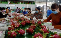 Chuyện lạ: không có nông sản để 'giải cứu'!