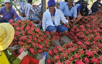 TP.HCM 'mai mối' các chuỗi siêu thị thu mua thanh long miền Tây