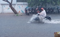Cà Mau 'mưa vàng', ngập nửa bánh xe ngay giữa mùa khô
