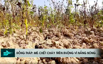 Hồng Ngự bác thông tin mè chết do nắng nóng