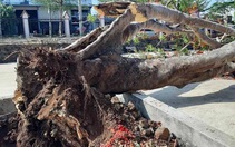 Đắk Lắk: một cây phượng vĩ lớn bật gốc trong sân trường