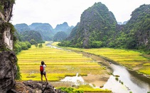 Mùa lúa chín ở cố đô