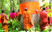 Quy y cho cây - hướng tâm trân trọng môi trường