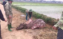 Bắt khẩn cấp 3 người trộm trâu ngày giáp tết rồi mang ra đồng xẻ thịt