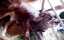 Nông dân Hà Tĩnh lo lắng vì nhiều trâu, bò 'da nổi cục' rồi chết