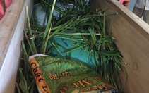 Tạm giữ hình sự người đàn bà tổ chức đám tang giả