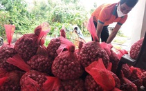 Đưa hành tím Sóc Trăng, vải thiều Thanh Hà lên sàn thương mại điện tử