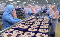Cục Thú y: Sữa bột phải kiểm dịch! VASEP và các hiệp hội khác: Vô lý!