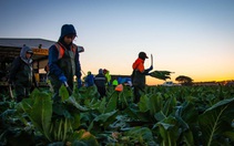Australia tăng cường tuyển dụng lao động nông nghiệp Đông Nam Á