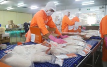 Đang phục hồi tốt nhưng xuất khẩu cá tra có nguy cơ bị đứt gãy vì thiếu nguyên liệu