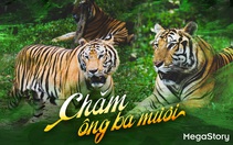 CHĂM ÔNG BA MƯƠI…