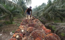 Indonesia siết chặt xuất khẩu dầu cọ