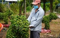 Bà con trồng hoa miền Tây vui như Tết