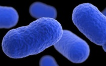 Bùng phát nhiễm khuẩn listeria gây chết người tại Mỹ