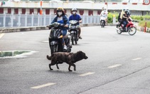 Bắt chó thả rông: Hướng đến ý thức chủ nuôi