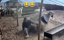 Dê hổ báo bị ông chủ dạy cho bài học nhớ đời
