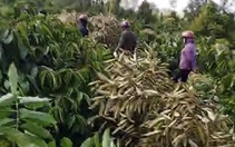 'Công an đến nhưng không phải soi đèn cho giang hồ phá vườn cây của dân'