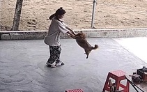 Chú chó được cô chủ cho chơi trò đu quay