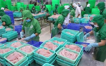 Xuất khẩu cá tra Việt Nam đang hồi sinh mạnh mẽ ở nhiều thị trường lớn