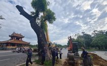 Huế tiếp tục di dời ‘cụ’ xà cừ hơn 150 tuổi