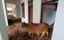 Trụ sở huyện bỏ hoang 'rộng rãi, nhốt bò sướng lắm'