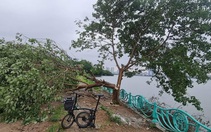Công an truy tìm người chặt 'cây cô đơn' nổi tiếng tại hồ Tây