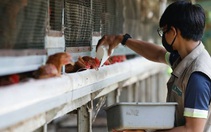 Malaysia hạn chế, Indonesia tìm cách xuất khẩu gà sang Singapore