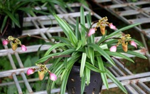 Bảo tồn thành công 3 loài lan quý hiếm