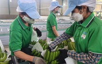 Hoàng Anh Gia Lai của bầu Đức lãi kỷ lục nhờ nuôi heo, trồng chuối