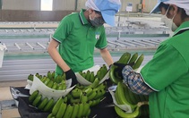 Hoàng Anh Gia Lai bị phạt vì cho bầu Đức vay tiền