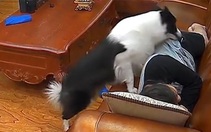 Chú chó lươn lẹo, giả vờ ngủ sau khi trộm tiền của chủ