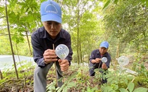 Đưa sâm Ngọc Linh ra khỏi 'tủ kiếng'