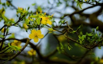 Lễ hội Hoàng mai Huế lần thứ I: Lễ hội của 'hoa vua'