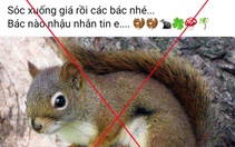 Mạng xã hội tiếp tay săn bắt chim di cư, động vật hoang dã