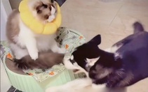Dấu hiệu nhận biết bạn có cơ địa dị ứng và chủ động phòng ngừa thế nào?
