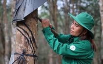 Nữ kiện tướng cao su vùng biên 'giỏi việc công, đảm việc tư'