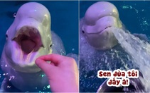 Cá heo giận dỗi vì bị sen cho ăn không khí
