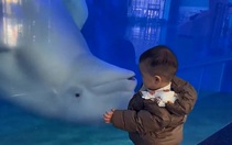 Cá heo 'quê một cục' vì không hù dọa được bé trai
