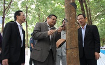 Kỳ tích cao su Việt Nam trên đất Campuchia - Kỳ 1: Niềm tin với người Việt